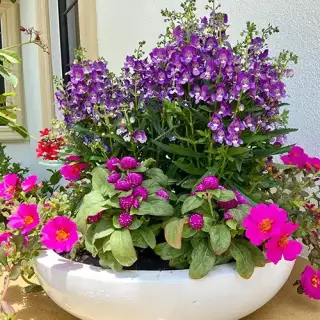 pink and purple flowers - gardening services naples