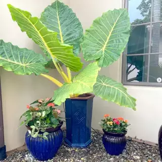 Large leafy plant in a deep blue pot
