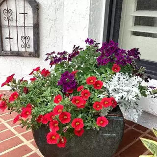 Large pot spilling over with colorful flowers