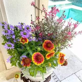 Orange and purple flowers in a white pot - commercial gardening services