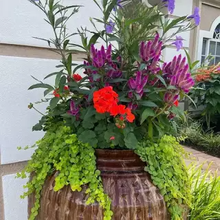 Potted arrangement of maroon and red flowers - gardening services naples