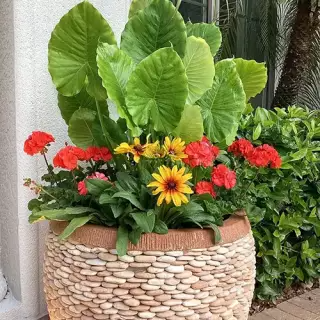 Potted plan with red and yellow flowers