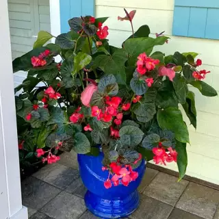Red flowers overflowing from a blue pot
