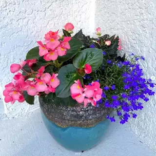 Small pot with pink and purple flowers