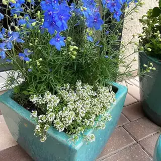 Teal pot with white flowers - commercial gardening services