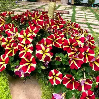 Uniquely colored flowers in a garden - commercial gardening services
