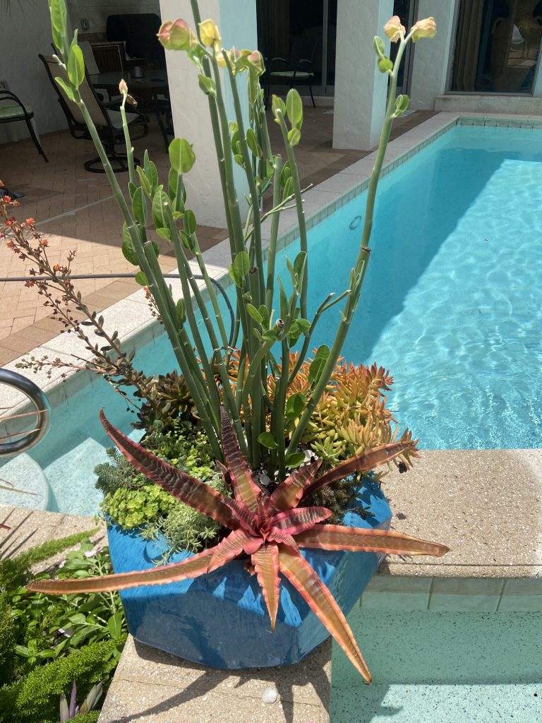 Pool - Commercial Gardening Services