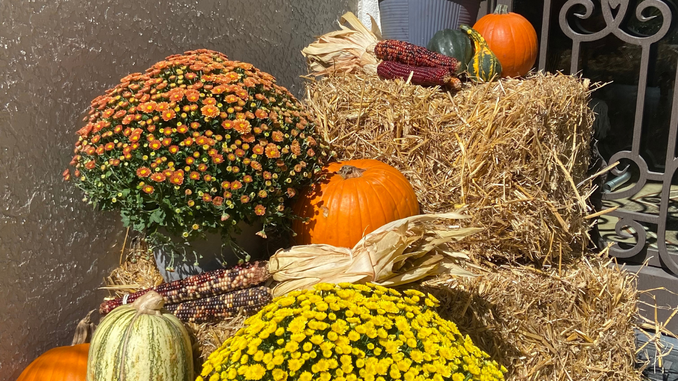 Acclimating Fall Potted Plants