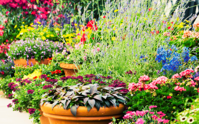 Why Container Gardening is the Perfect Solution for Office Landscapes
