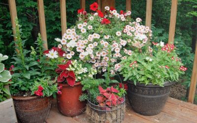 How Container Gardening Can Transform Small Spaces