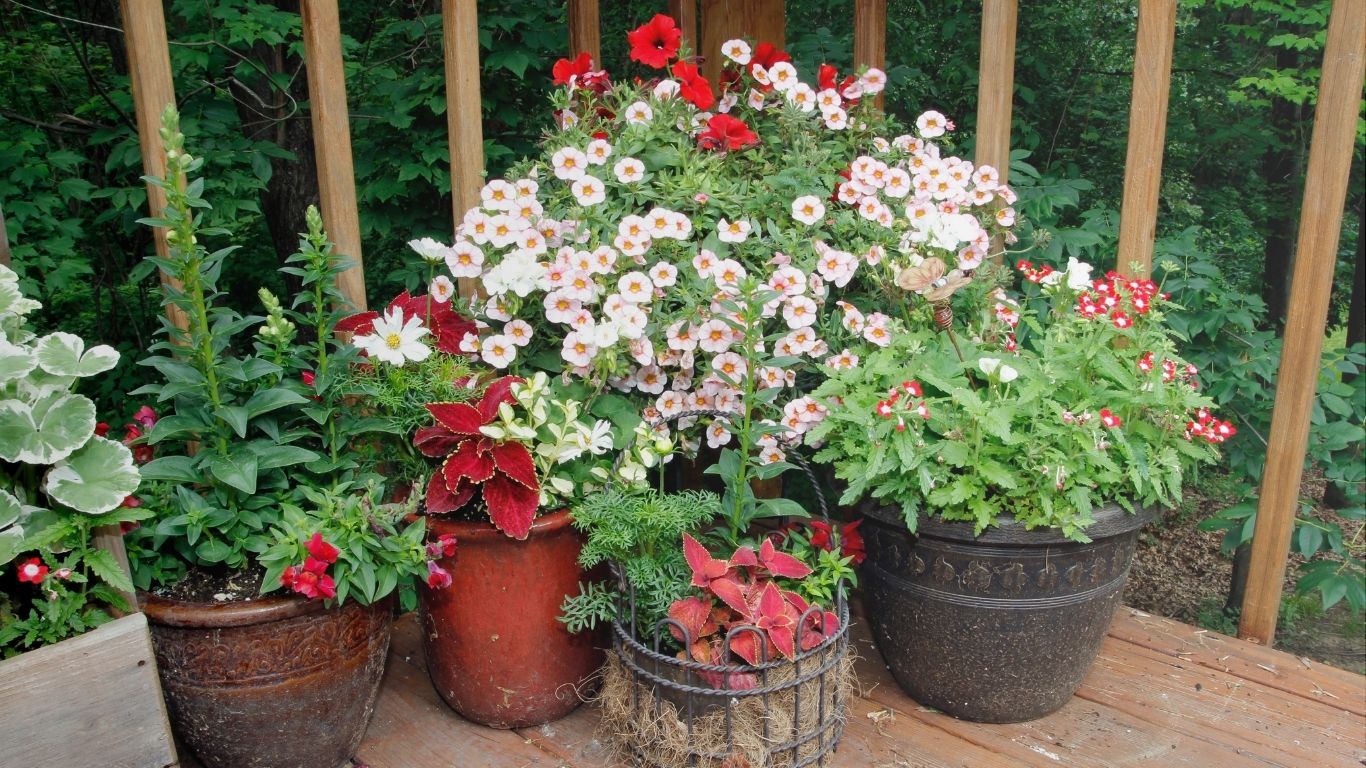 Beautiful container gardening display with colorful flowers and greenery in pots on a wooden deck, showcasing how container gardening can transform small spaces.