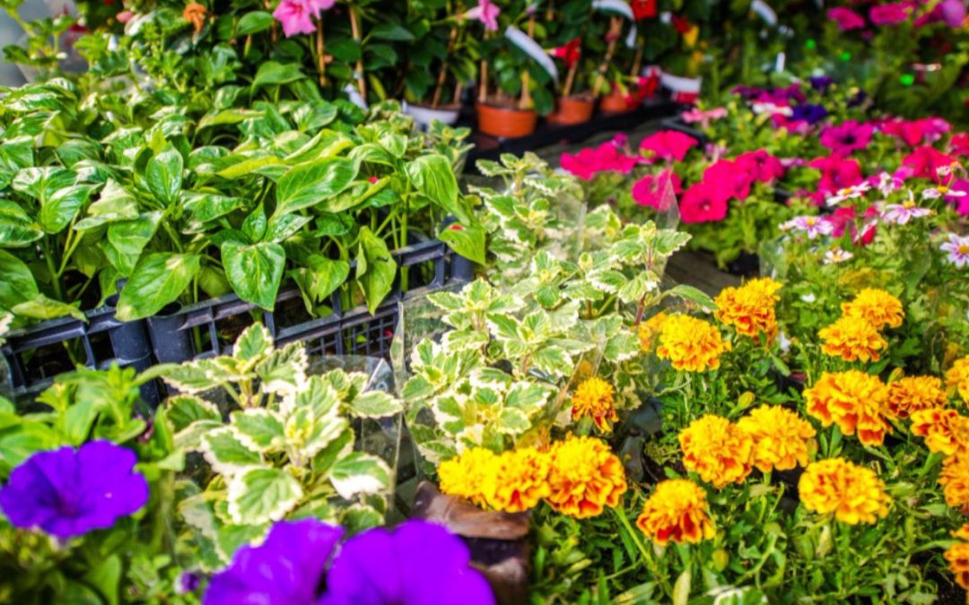 What Makes Container Gardens in Naples Perfect for Busy Gardeners